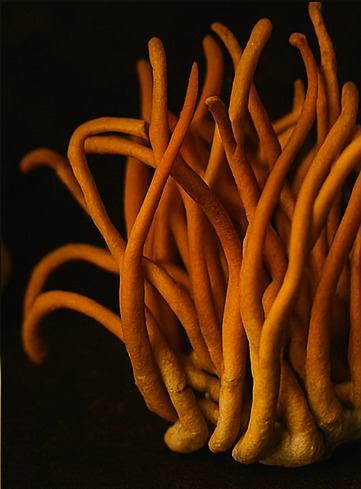Cordiceps